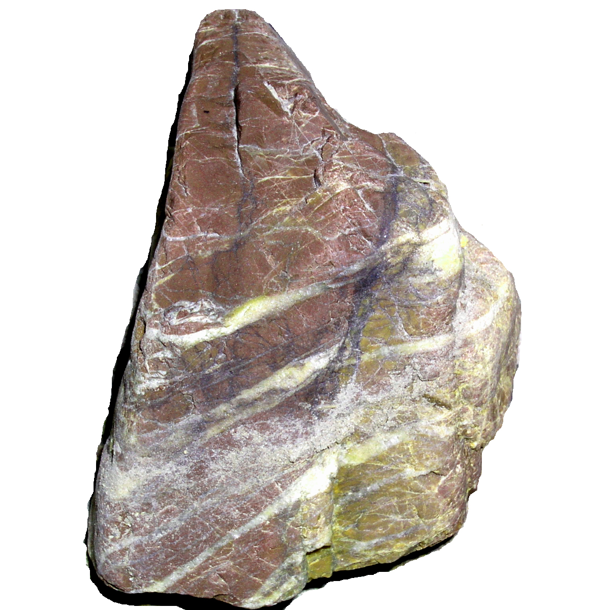 河原の石のはてなを観察しよう さすてな いきもの探偵団 11 21 さすてな京都